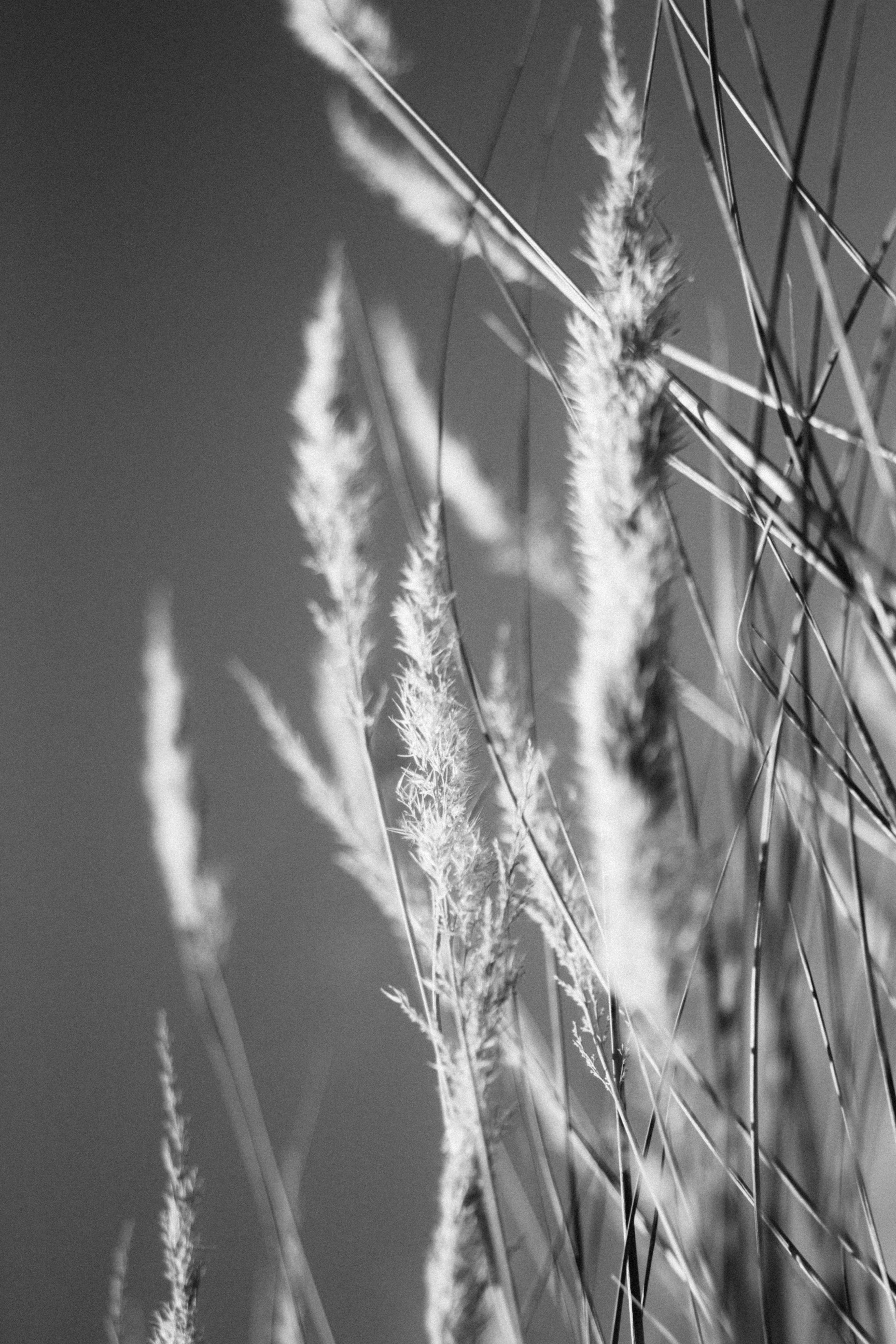 Black and white prairie grass.